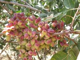 تولید نگهدارنده مواد غذایی از پوست سبز پسته پسته