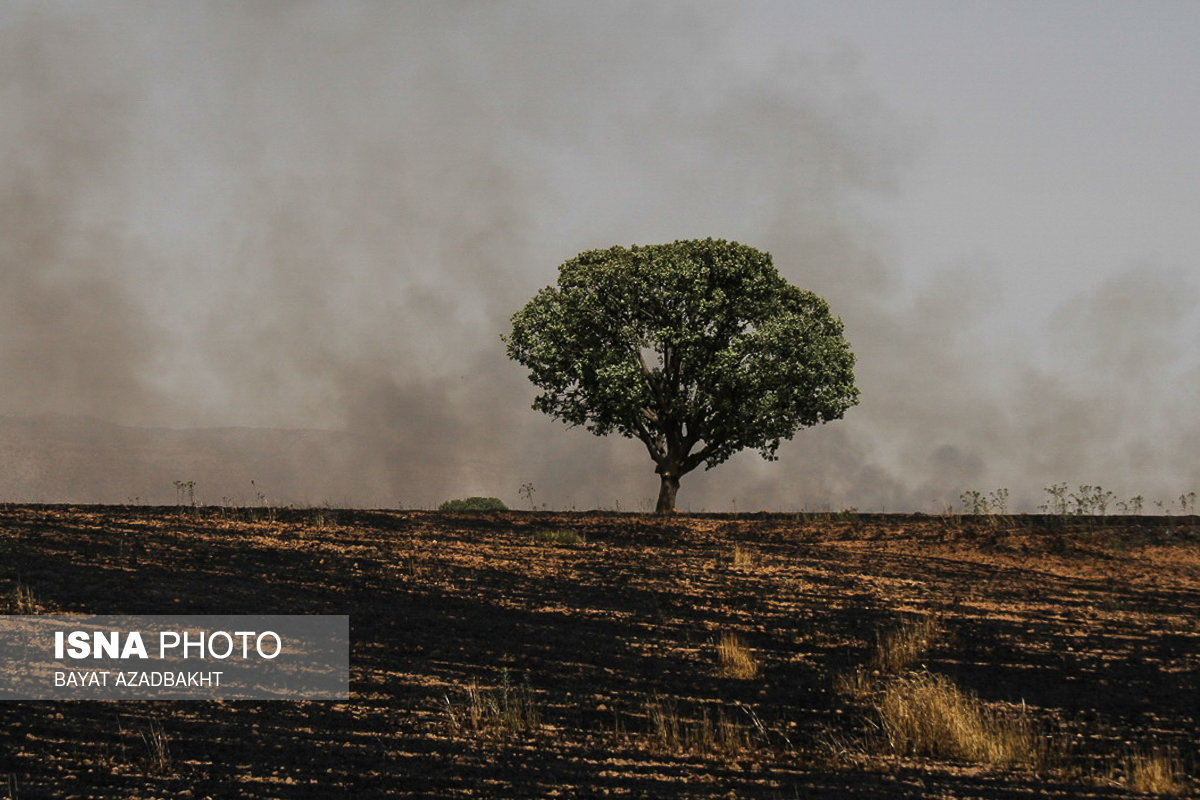 آتش سوزی در مزارع ، مراتع و جنگلها کوهدشت