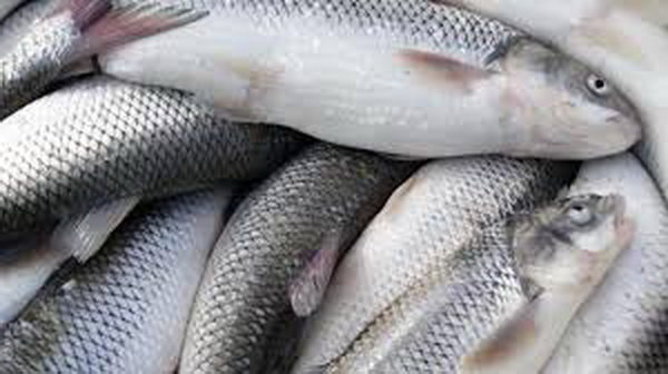 کاهش 31درصدی صید ماهی سفید امسال در دریای خزر