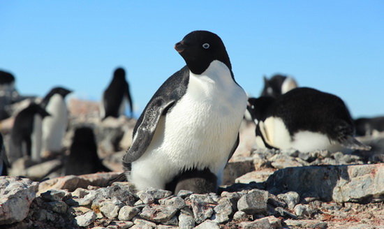 پنگوئن آدلی