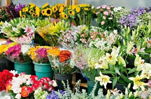 قیمت گل و گیاه در ایام نوروز تغییر نکرد