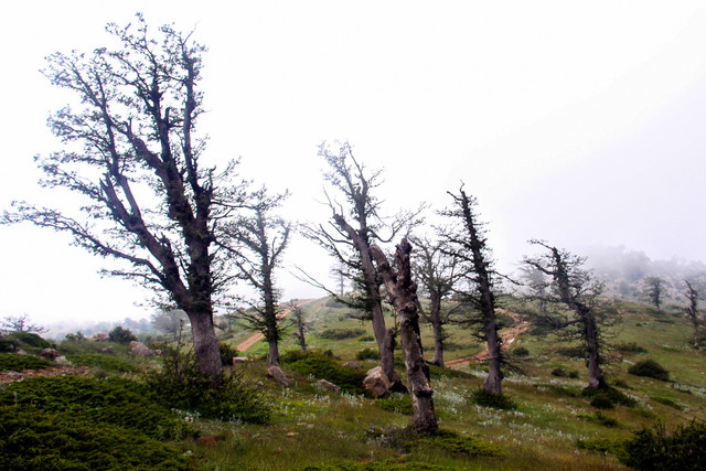 طبيعت زيباي جنگل ابر - شاهرود
