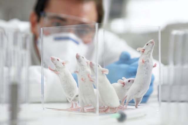تغییر ژنتیک موش‌ برای تقویت حس بویایی 1