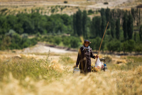 برداشت گندم سنتی در روستای چپانلو شیروان - خراسان شمالی