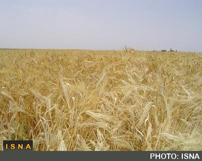 اجرای طرح تحقیقات کشاورزی در لرستان با همکاری مؤسسه "ایکاردا" گندم.jpg