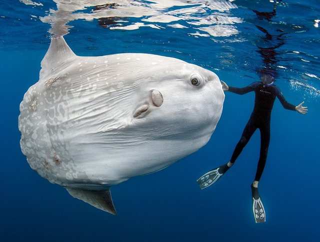 بزرگترین ماهی استخوانی جهان