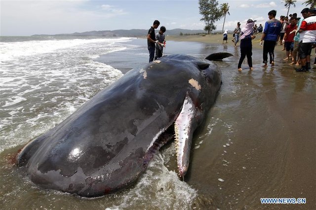 لاشه نهنگ اندونزی