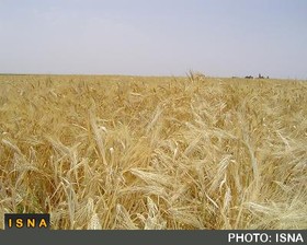 تولید دو میلیون و 700 هزار تن محصول کشاورزی در لرستان