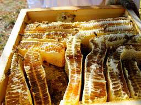 تشدید برخورد با فروشندگان عسل در حاشیه جاده‌های استان اردبیل