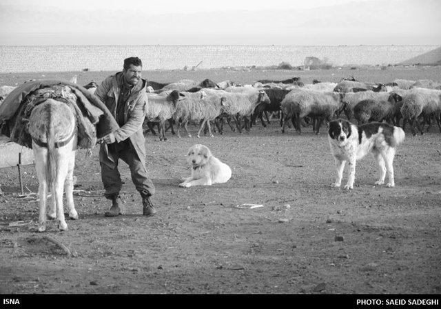 چوپان /سمنان