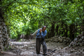  جشن برداشت زغال‌ اخته در روستای هیر - قزوین