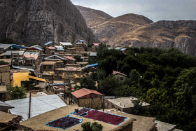  جشن برداشت زغال‌ اخته در روستای هیر - قزوین