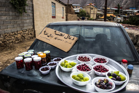  جشن برداشت زغال‌ اخته در روستای هیر - قزوین