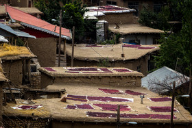  جشن برداشت زغال‌ اخته در روستای هیر - قزوین
