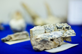 رونمایی از فسیل‌های هفت میلیون ساله لرستان