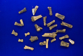 رونمایی از فسیل‌های هفت میلیون ساله لرستان