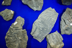 رونمایی از فسیل‌های هفت میلیون ساله لرستان