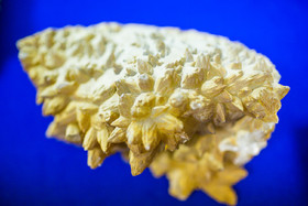 رونمایی از فسیل‌های هفت میلیون ساله لرستان