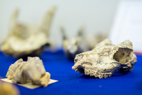 رونمایی از فسیل‌های هفت میلیون ساله لرستان