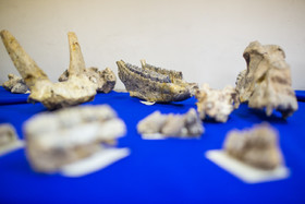 رونمایی از فسیل‌های هفت میلیون ساله لرستان