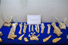 رونمایی از فسیل‌های هفت میلیون ساله لرستان