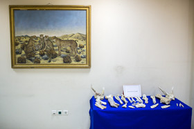 رونمایی از فسیل‌های هفت میلیون ساله لرستان