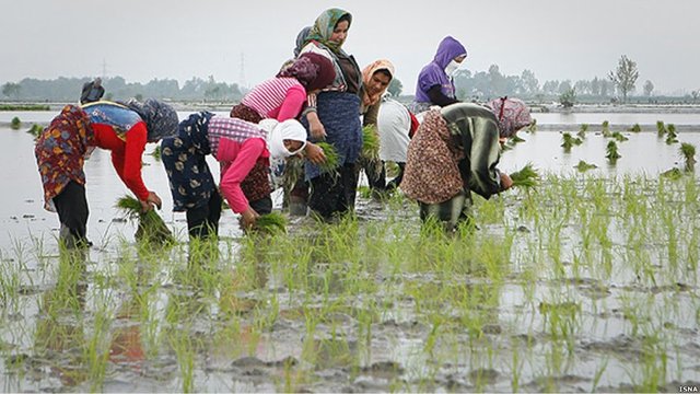چرخه تولید برنج در مازندران تکمیل شود