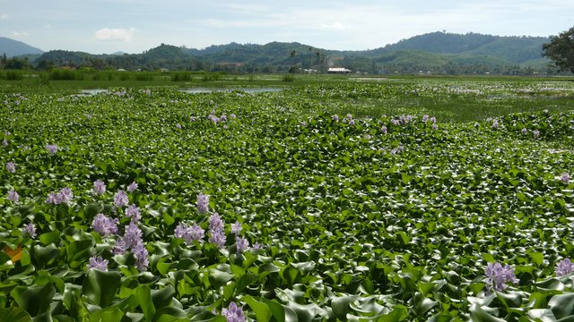 Eichhornia_crassipes_field_at_Langkawi.jpg