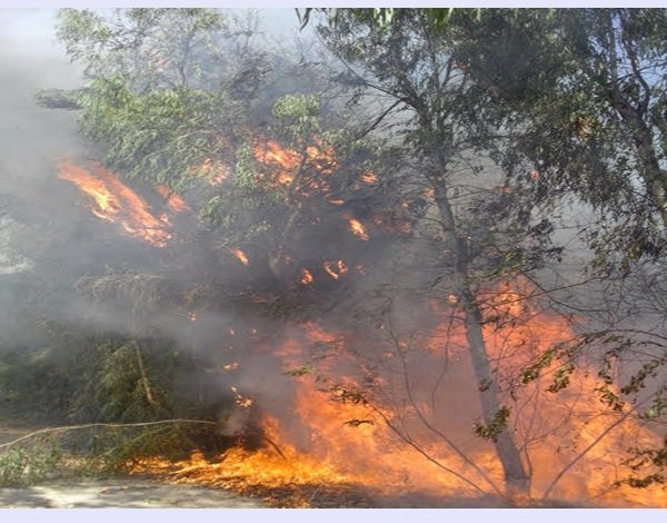 آتش سوزی حریق جنگل کهکیلویه