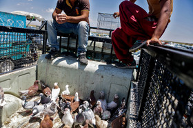 بازار پرنده فروشان - مشهد