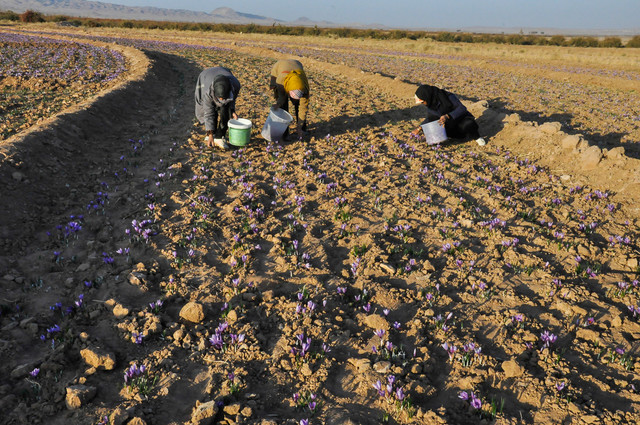 برداشت زعفران در روستای مهموئی - بیرجند