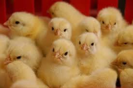 دستیابی به روشی نوین در تکنولوژی انتقال ژن به جوجه جوجه