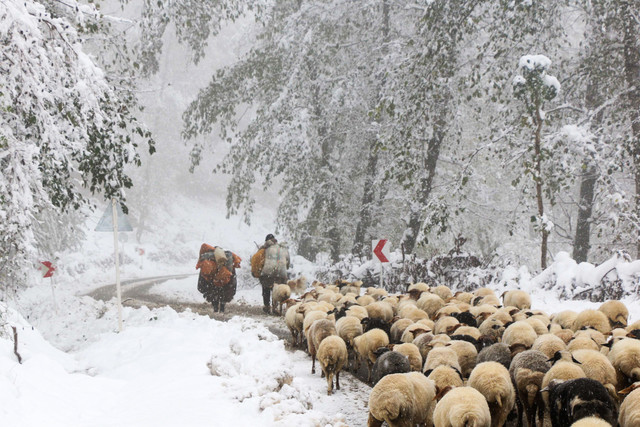 Image result for دامداران در برف و سرما