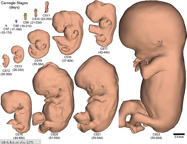 پاورپوینت ,دانلود ,پزشکی,مامایی,شناخت,جنین,انسان,بچه انسان,کودک,جنین شناسی,جنین انسان,جنین در شکم مادر,بچه در شکم مادر,مراحل رشد جنین,لقاح,پاور پوینت جنین شناسی,پاور,تعیین جنسیت جنین انسان,پاورپوینت آماده جنین شناسی + تصاویر جذاب,منشاء موجود زنده سیر مراحل رشد و نمو جنین تا تبدیل آن به فرد کامل اهمیت علم جنبن شناسی دوران جنینی از لحظه تشکیل سلول تخم تا لحظه تولد تقسیم بندی دوران جنینی دوران رویانی (embryonic period)  از زمان تشکیل تخم تا ماه سوم (8 هفته اول)  دوران فوق العاده حساس رویان یا embryo دوران جنینی fetal period  از ماه سوم تا زمان تولد ( هفته 9 تا تولد) بلوغ بافت ها و ارگان ها و رشد سریع جنین جنین یاfetus مبانی جنین شناسی گامتوژنزیز و اووژنزیز لقاح و وقایع هفته اول پس از لقاح وقایع هفته دوم پس از لقاح وقایع هفته سوم پس از لقاح تا پایان دوره رویانی وقایع دوران جنینی تکامل ضمائم جنین (بند ناف، کیسه آمنیون، جفت، کوریون) ناهنجاریهای مادرزادی و تشخیص قبل از تولد اختلال در تقسیمات میتوز و میوز تغییرات مورفولوژیکی  سلول های زایای ابتدایی یا primordial germ cell (P.G.C)  وقایع در سطح لوله های سمی نفروس  ساختمان اسپرم تا بلوغ  ساختمان تخمک تا بلوغ  نکات کلینیکی  تقسیمات میتوزی اووگونی ها  تبدیل اووگونی به اووسیت اولیه فولیکولوژنزیز وقایع تخمدان در زمان جنینی فاز فولیکولار فاز تخمک گذاری فاز ترشحی تخمدان در یائسگی تخمدان جنین فولیکولوژنزیز  فولیکول ابتدایی  فولیکول اولیه  فولیکول ثانویه  فولیکول بالغ  جسم زرد چیست  سلولهای تکا و گرانولوزا  لقاح  مسیر حرکت سلولهای جنسی نر و ماده به طرف محل لقاح  شرایط لقاح موفق  تکامل سیتوپلاسمی  شناخت مجاری تناسلی نر بیضه اپی دیدیم  اسپرم  شناخت مجاری تناسلی ماده واکنش آکروزومی پاسخ تخمک پس از ورود اسپرم آغاز تقسیمات کلیواژ یا تسهیم  هفته اول پس از لقاح  تشکیل سلول تخم   تسهیم سلول تخم   تشکیل مورولا   تشکیل بلاستولا  شروع لانه گزینی جنین    اتفاقات هفته دوم پس از لقاح تمام وقایع لقاح تا زایمان  اولتراسونوگرافی  شناخت جنسیت جنین  دو قلو ها  ناهنجاریهای مادرزادی  پیشگیری از نقائص مادرزادی  روشهای تشحیص بارداری  نازایی  روشهای پیشگیری از بارداری سقط جنین    کلیپ مراحل رشد جنین در رحم مادر تا زمان تولد براساس آیات قرآن