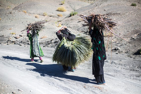 زنان اهل روستای کروج کلن در حال حمل پیش برای بافت حصیر و هیزم برای پخت غذا 