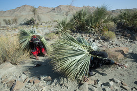 مریم و فاطمه زنان کپرنشین ساکن روستای زمین حسن، پیش ها(برگهای حصیربافی) را به سختی حمل می کنند. آنها برا کسب درآمدی ناچیز از حصیربافی یک روز را در کوه ها به جمع آوری پیش برای بافت حصیر سپری می کنند.