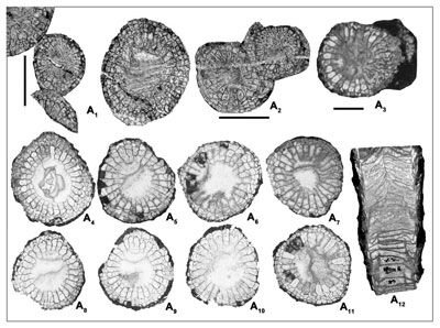 New species of coral fossils discovered in Iran 11111.jpg