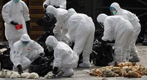 30 هزار مرغ بومی مبتلا به آنفلوآنزا در گیلان معدوم شدند