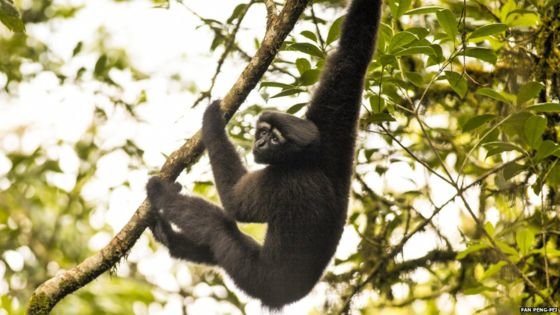 شناسایی گونه جدیدی از "میمون‌های درازدست" در چین