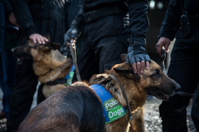 سگهای نیروهای انتظامی مستقر در محل حادثه پلاسکو