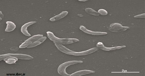 اولین خانواده جدید باکتریایی 