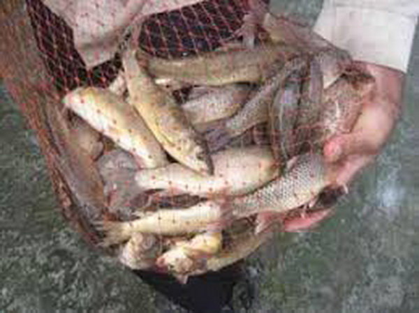 افزایش 10 درصدی تولید ماهی سردابی در چهارمحال و بختیاری