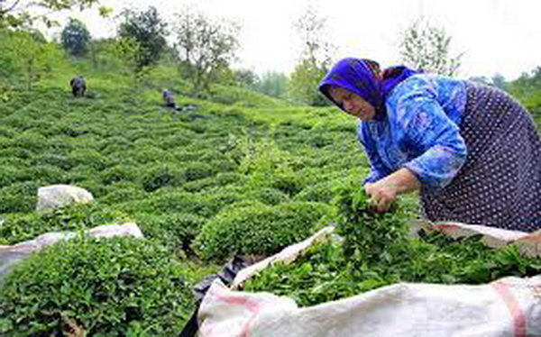 واگذاری اراضی کشاورزی به تشکل‌های زنان روستایی و عشایری