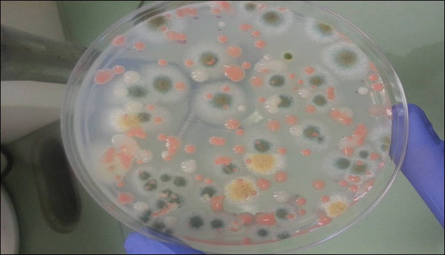 573058-microbes-nasa.jpg