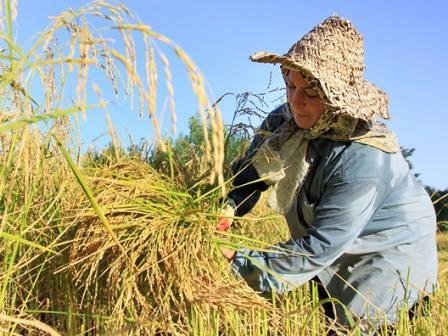بهبود شاخص‌های کشاورزی استان ایلام در دولت تدبیر و امید