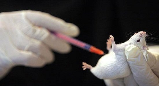 موفقیت محققان در تولید حیوانات آزمایشگاهی در راستای توسعه علوم پزشکی