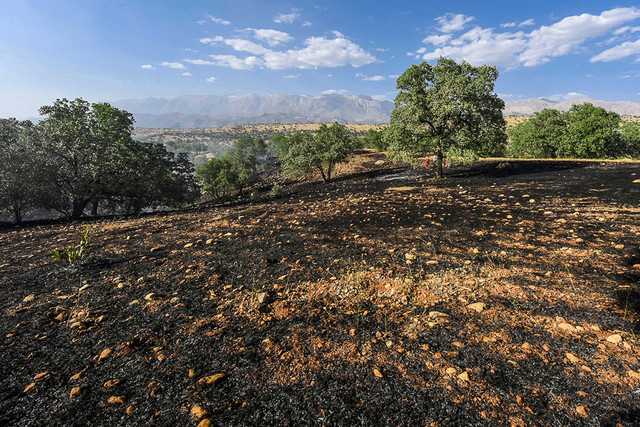 آتش‌سوزی در جنگل های زاگرس استان ایلام