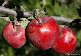 پایان برداشت سیب‌ درختی از 20 هکتار باغ‌های بشاگرد