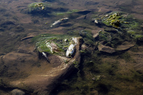 تلف شدن ماهی های رودخانه اهرچای شهرستان اهر- آذربایجان شرقی