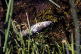 تلف شدن ماهی های رودخانه اهرچای شهرستان اهر- آذربایجان شرقی